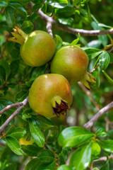 Green pomegranades brewing on a branch