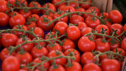ripe cherry tomatoes on the vine at the market