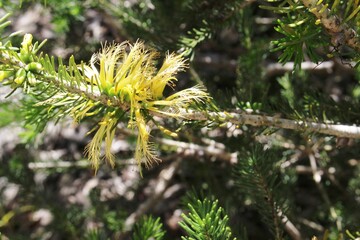 One-sided Bottlebrush (Calothamnus quadrifidus), yellow form,  in flower