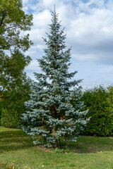 blue spruce tree in the city park