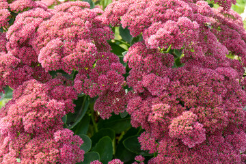 Sedum Autumn Joy, also known as stonecrop, is an easy care drought tolerant perennial which blooms...