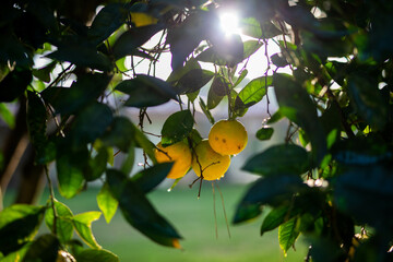 illustration, plant, texture, decoration, tree, spring, retro, paper, grunge, ornament, holiday, summer, wallpaper, frame, style, nature, card, leaf, design, vector, art, flower, pattern, floral, vint