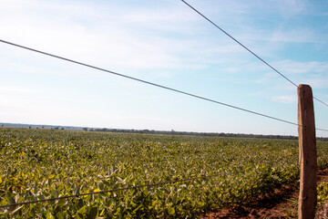 soy Farm behind wood fance