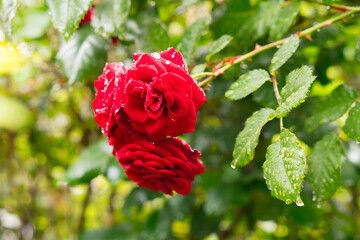 A romantic red roses with rain drops image, concept of love, passion, pain and suffering