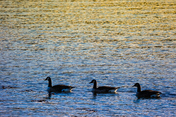 Wild geese on the Menai Straits, Wales. Geese, Heron, Seagull.