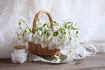 Bouquet of spring snowdrop flowers in a basket on a wooden table, lace white ribbon and shawl. Still life, holiday card. - 551184502