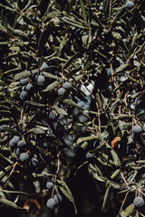 Olive oil trees full of olives. Landscape Harvest ready. 