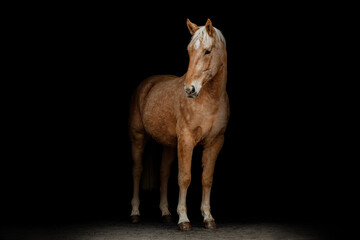 Elegant portrait of a stunning palomino isabelline kinsky warmblood horse on black background