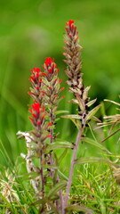 Indian paintbrush flower in Cotacachi, Ecuador