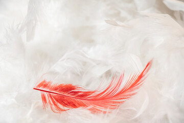 plumes blanches avec une plume rouge
