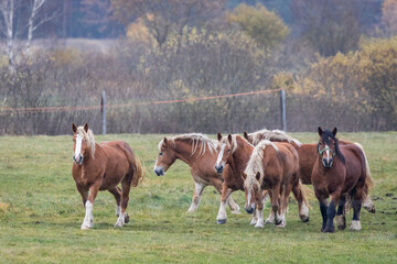 Pferdeweide in Wiejki, Podlachien, Polska (Polen)