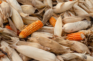 a pile of corn ears waiting to be processed - Powered by Adobe