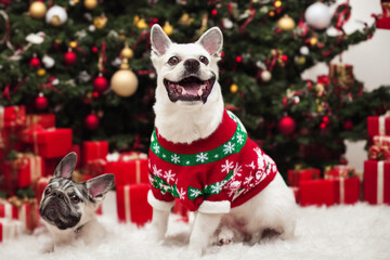 Fototapeta na wymiar christmas dogs with christmas tree