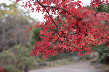 東京都／江戸川／紅葉