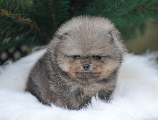 Obraz premium Cute pomeranian puppy one month old