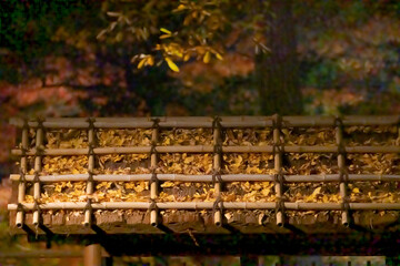 東京都／杉並／紅葉