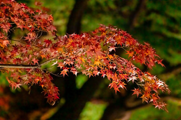 東京都／杉並／紅葉