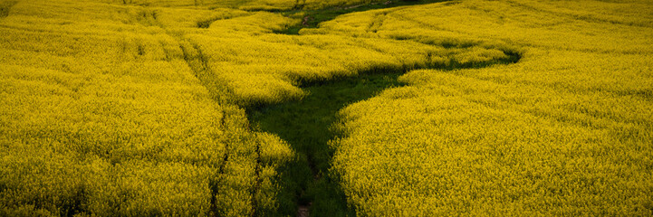 blooming rapeseed bright yellow hilly field. widescreen panoramic view. agricultural landscape