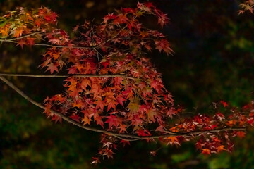 東京都／杉並／紅葉