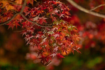 東京都／杉並／紅葉