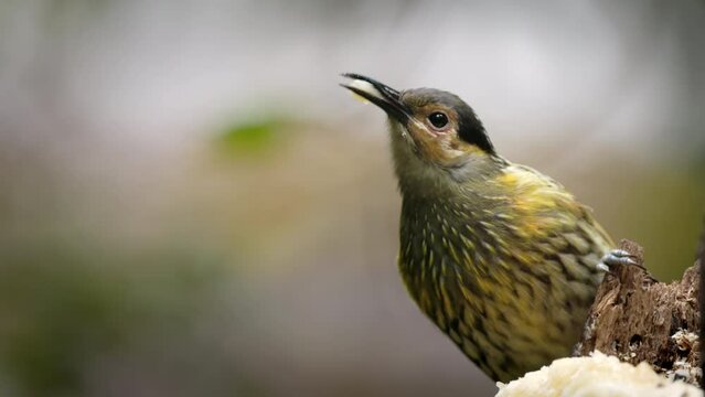 a close up shot of a macleay's honeyeater feeding on fruit at lake eacham in nth qld, australia