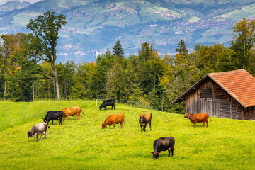 Bernese Swiss alps and alpine farm with cows, Interlaken, Switzerland