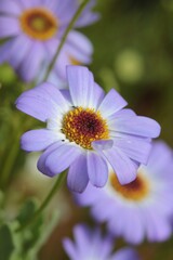 Close-up of a beautiful light blueish purple Swan River Daisy.
