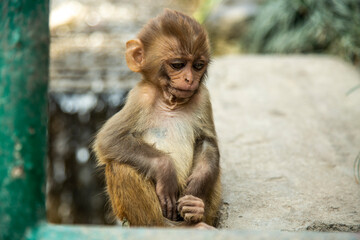 a monkey living in a temple in Kathmandu, Nepal