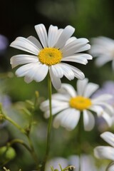 Beautiful White Swan River Daisies