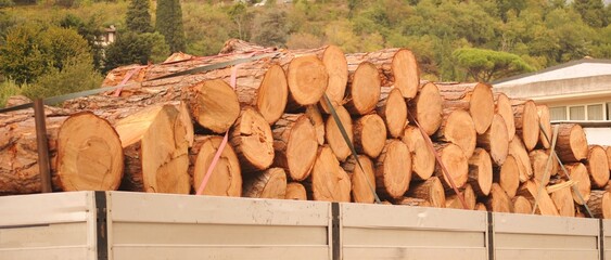 Un autocarro pieno di tronchi di alberi abbattuto, Italia © Tatiana