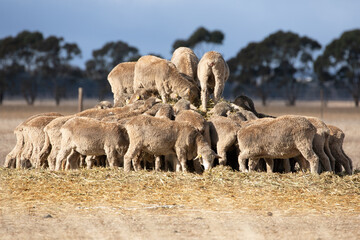 A herd of sheep feeding on hay. Australia.