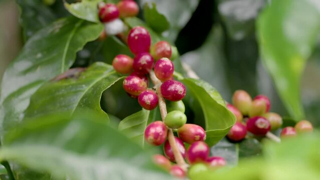 a close up of ripe coffee cherries on a bush at the atherton tableland in north qld, australia