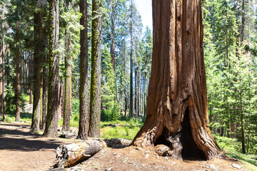 Sequoia National Park in California