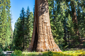 Sequoia National Park in California