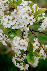 White blossom on the tree blooming in the early spring, backgroung blured. High quality photo
