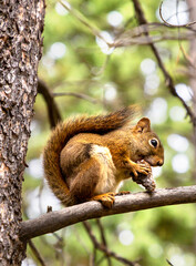 Red Squirrel in sunny day
