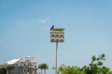 Black bird on top of a birdhouse pole at Destin, Florida