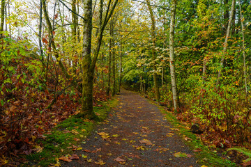 Fall colors on Trans Canada Forest trail near Simon Fraser University, BC, early winter.