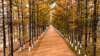 Golden Avenue - Autumn Landscape of Baimu Garden in Changchun, China