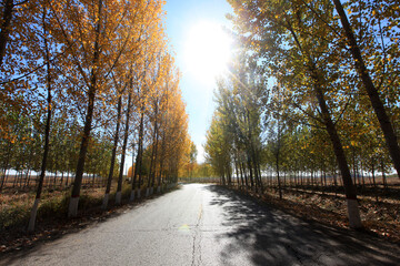 In autumn, asphalt roads and beautiful trees, The poplar forest in autumn