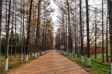 Golden Avenue - Autumn Landscape of Baimu Garden in Changchun, China
