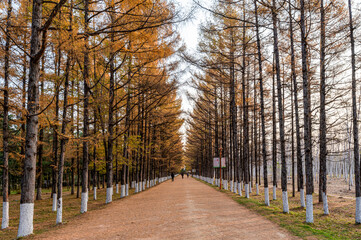 Golden Avenue - Autumn Landscape of Baimu Garden in Changchun, China