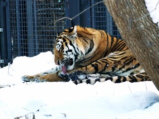 人気者のアムールトラ
