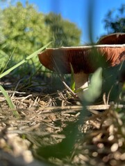 mushrooms in the grass