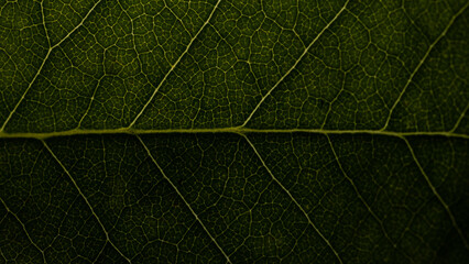 Closeup of leaf