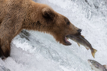 grizzly bear catching salmon