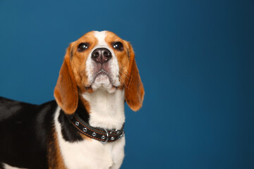 Adorable Beagle dog in stylish collar on dark blue background. Space for text