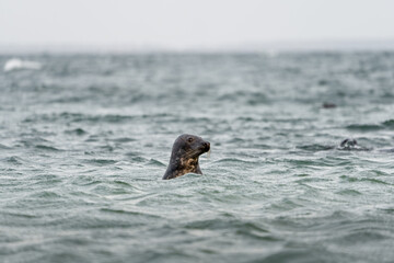 Harbour seal (Phoca vitulina) swimming in the sea. Photo is taken at Falsterbo reef in Sweden. © PhotosbyPatrick