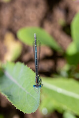 Enallagma cyathigerum (common blue damselfly, common bluet, or northern bluet)