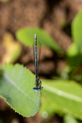 Enallagma cyathigerum (common blue damselfly, common bluet, or northern bluet)